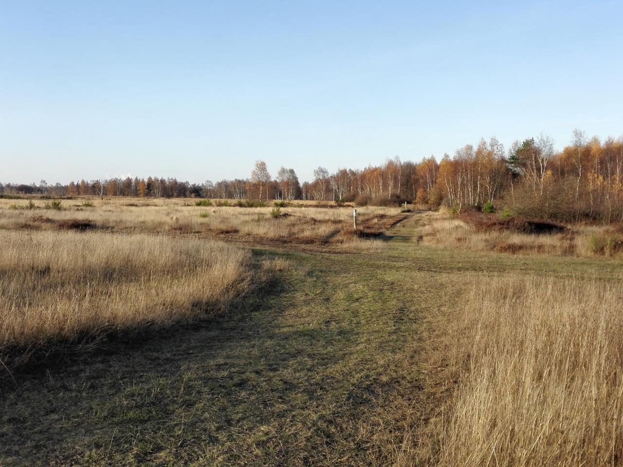 Herbstliche Heidelandschaft