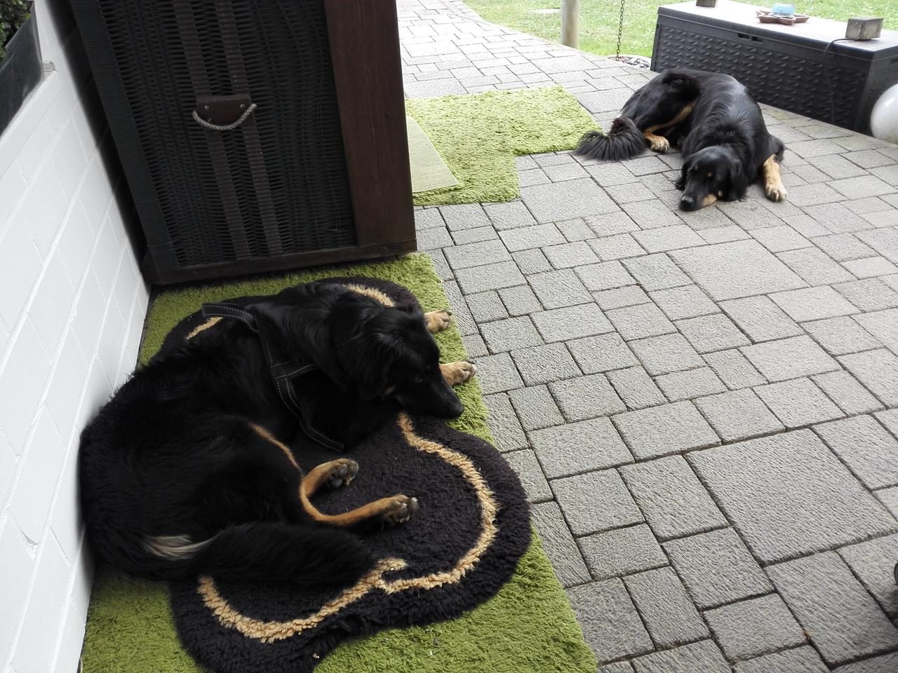 Soinok (links) und Doxi auf unserer Terrasse. Sinok hat es sich auf Doxis Decke gemütlich gemacht.