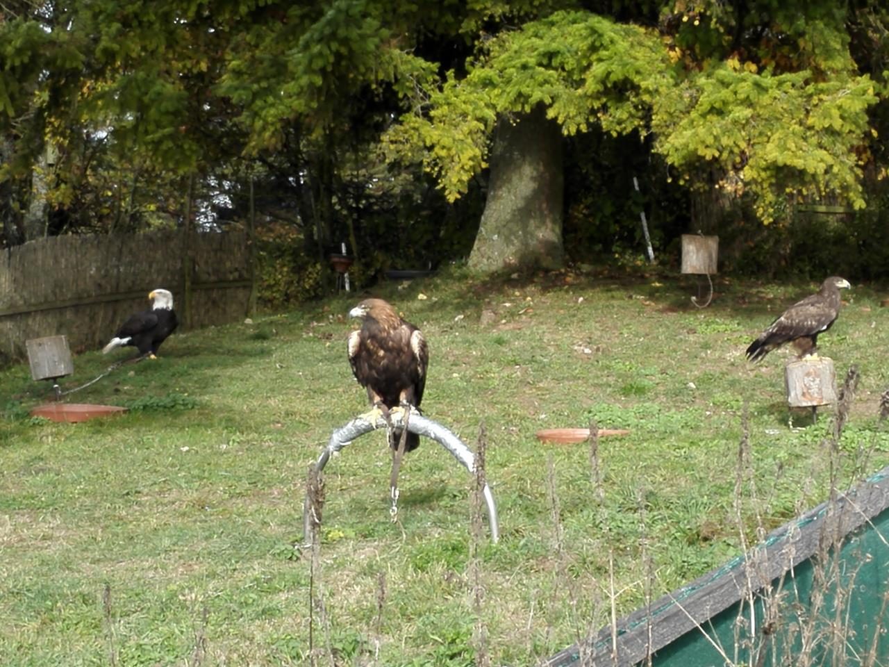 Drei Adler gleich hinter dem Zaun