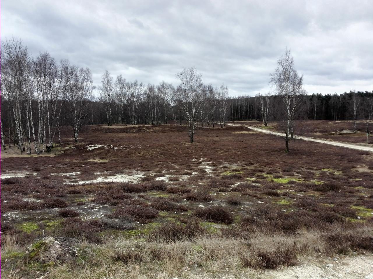 In der Teverener Heide