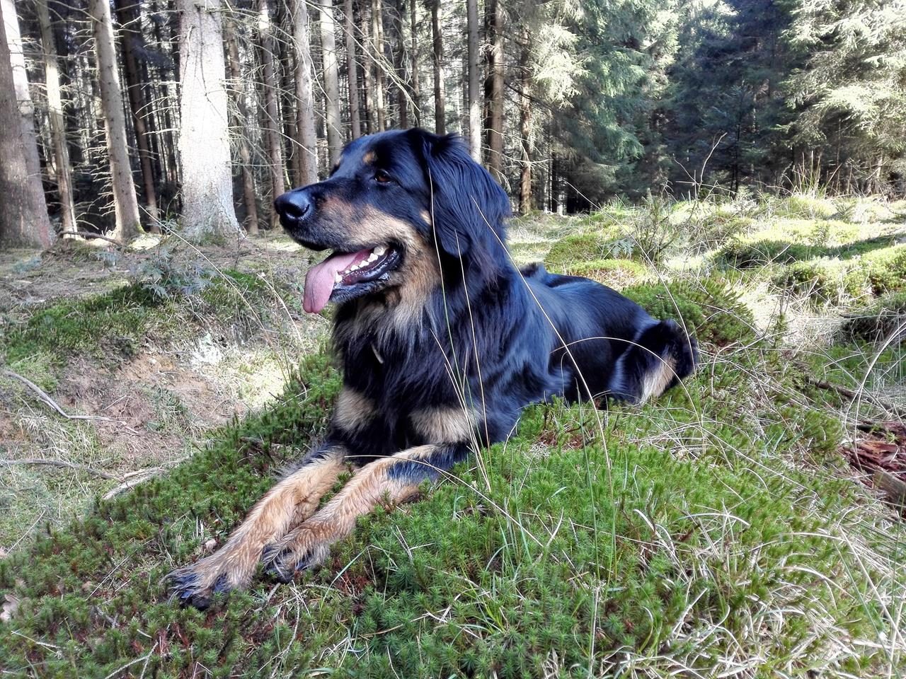 Tief im Arnsberger Wald
