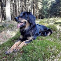 Tief im Arnsberger Wald