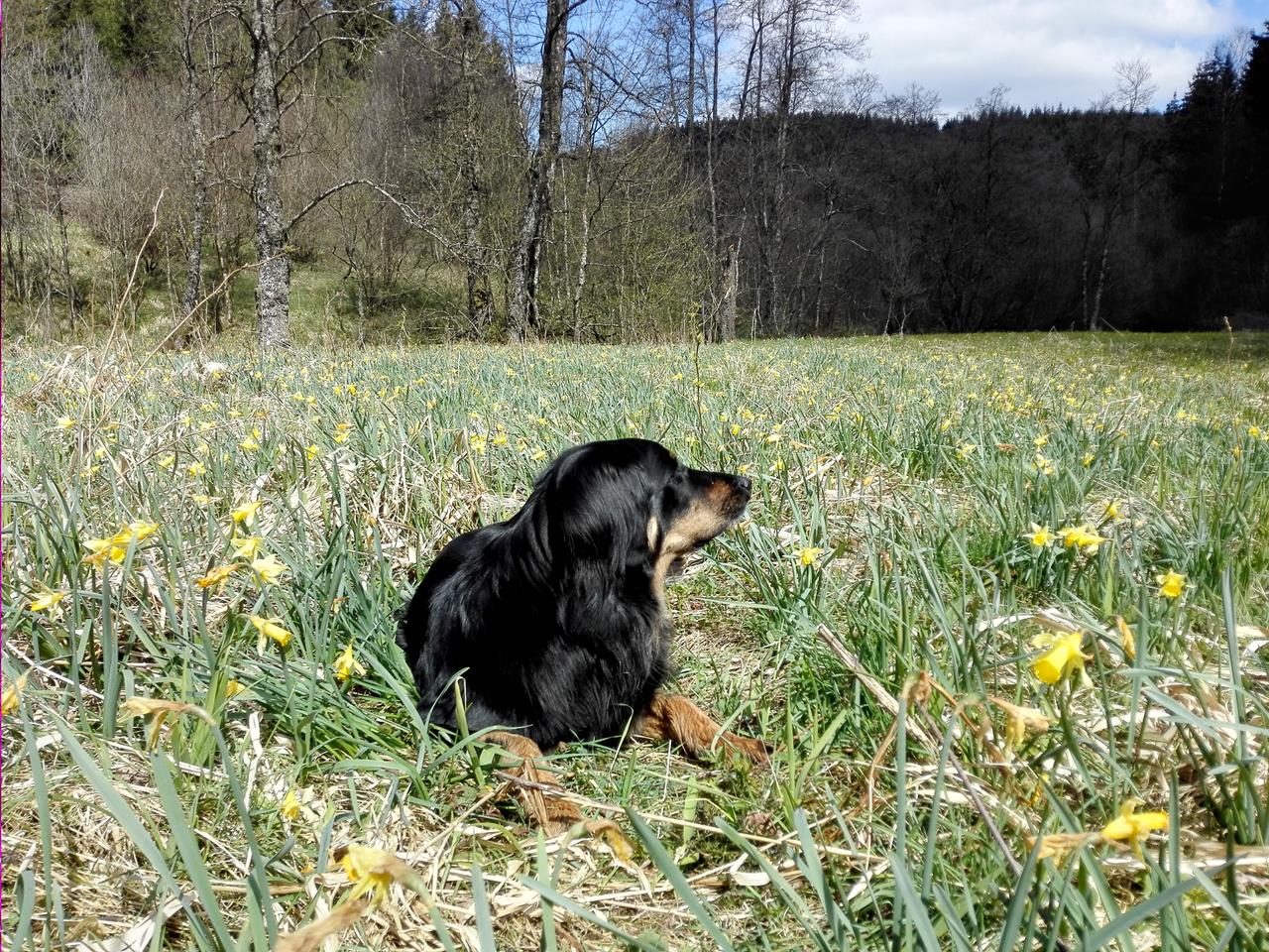 Narzissenpracht im Oleftal