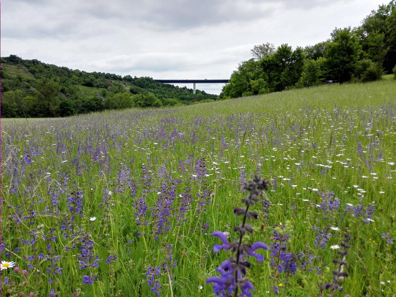 Im Tal der blauen Blumen