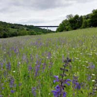 Im Tal der blauen Blumen