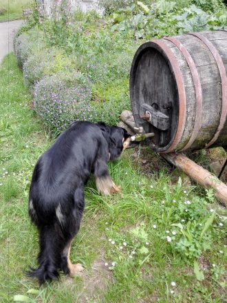 Die Weinberge bei Pfedelbach