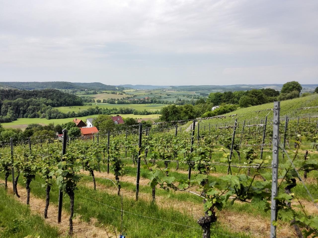 Die Weinberge bei Pfedelbach