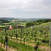 Durch die Weinberge bei Pfedelbach