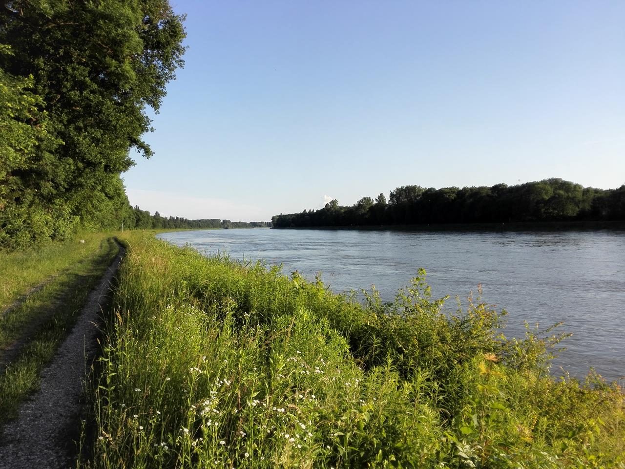 Auf der Ketscher Rheininsel