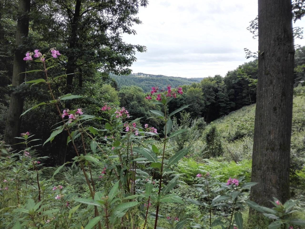 Am Nordwestrand des Bergischen