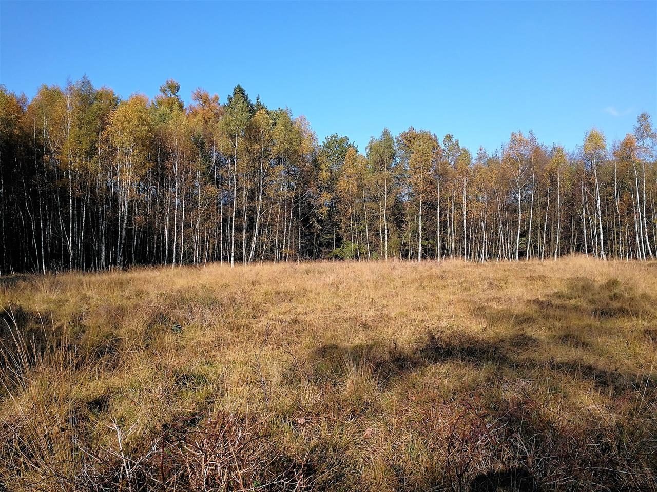 Durch die Ohligser Heide