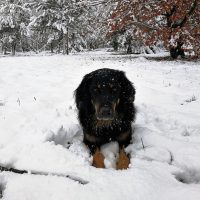 Durch den Schnee von Büttgen nach Neuss