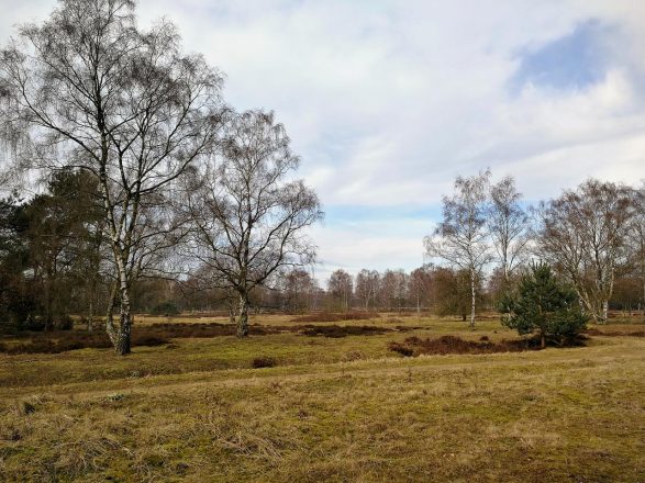 Groote Heide und Krickenbecker Seen