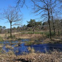 Durch die Schandelosche Heide