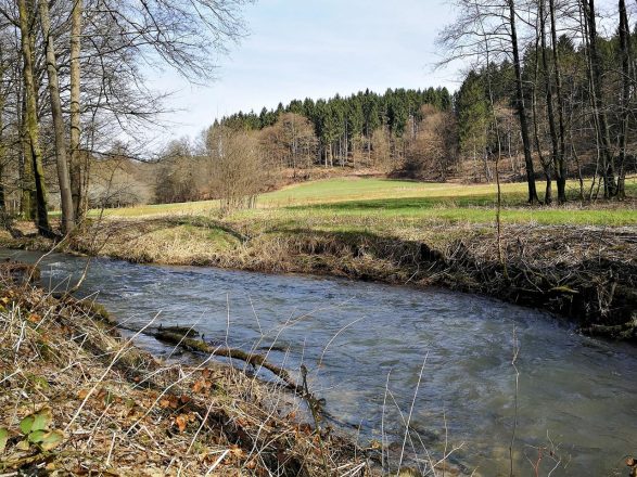 Auf dem Eisvogelweg bei Seelscheid