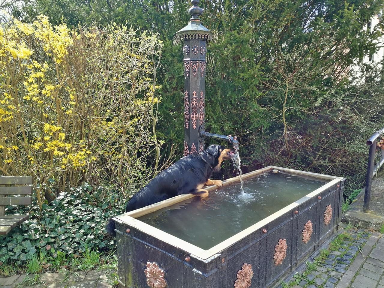 Der DWurf wird fünf Bloxi�s Blog