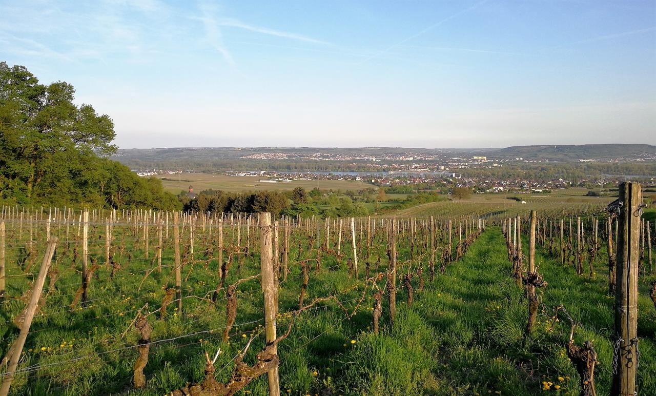 Wander- und Weinparadies Oestrich-Winkel