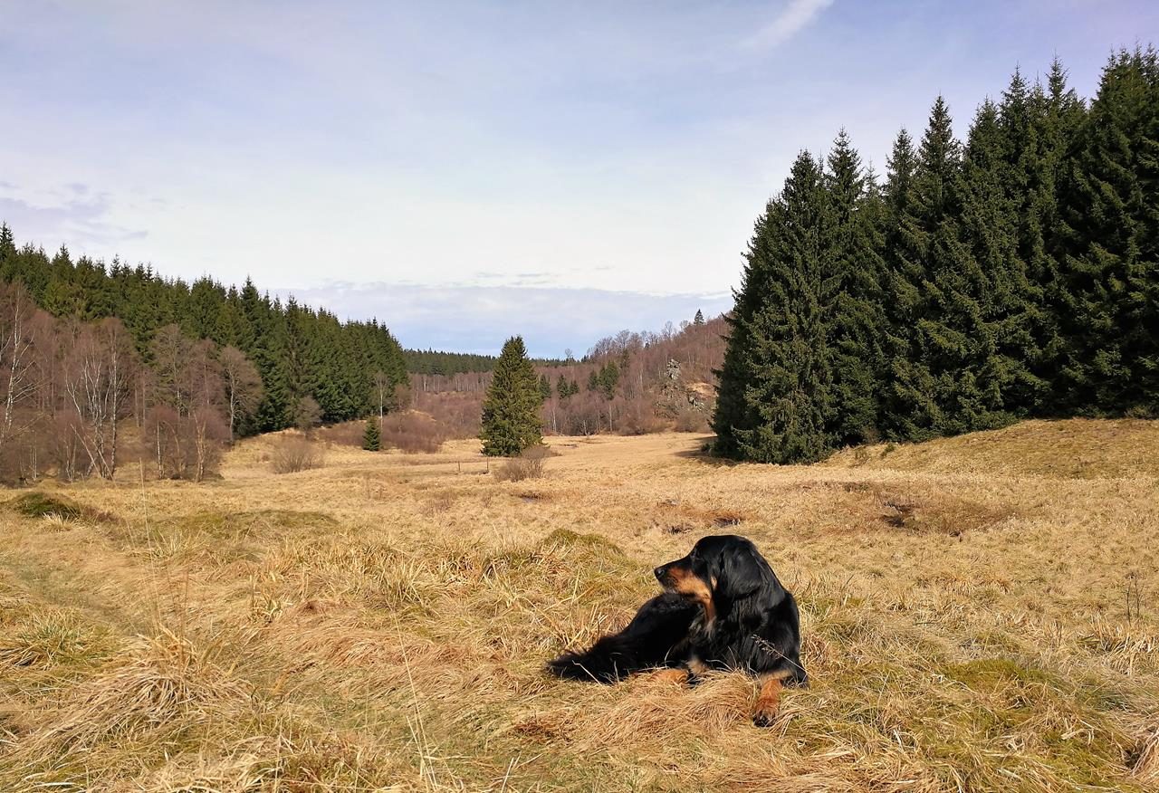 Auf der Suche nach den Narzissen