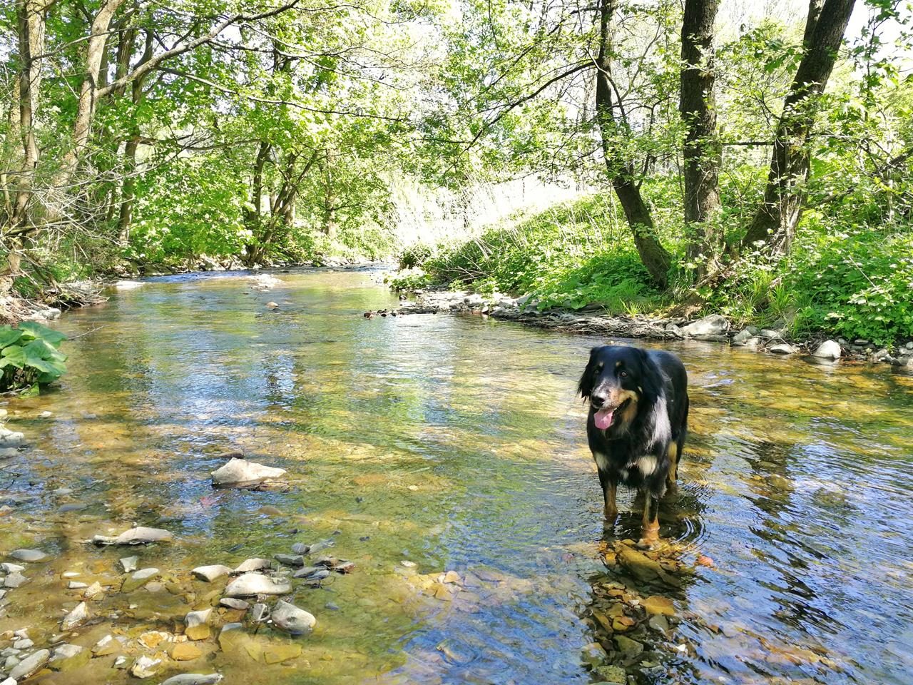 Der DWurf wird fünf Bloxi�s Blog