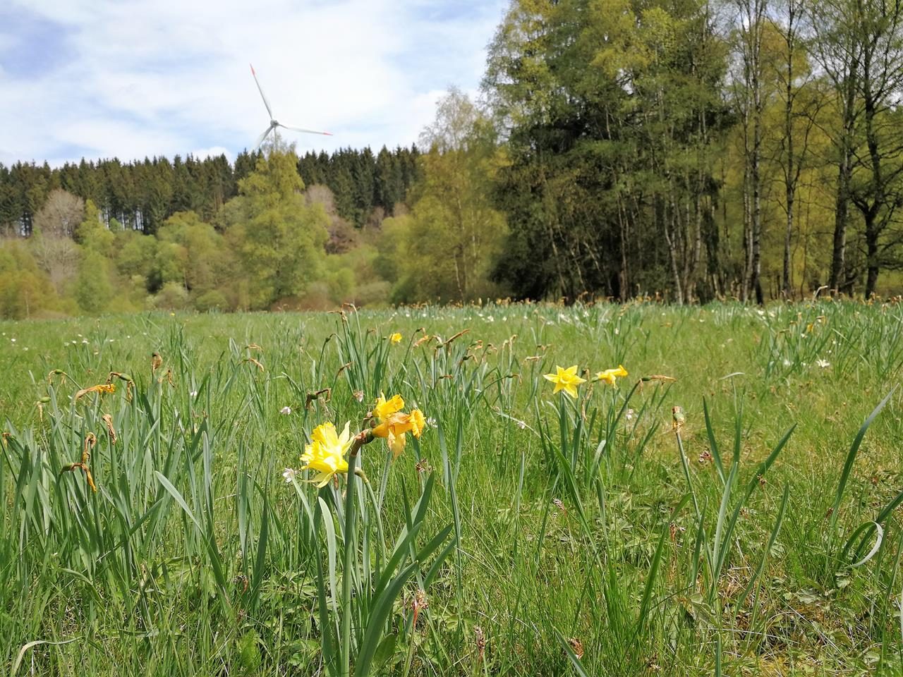 Narzissen? Pech gehabt!