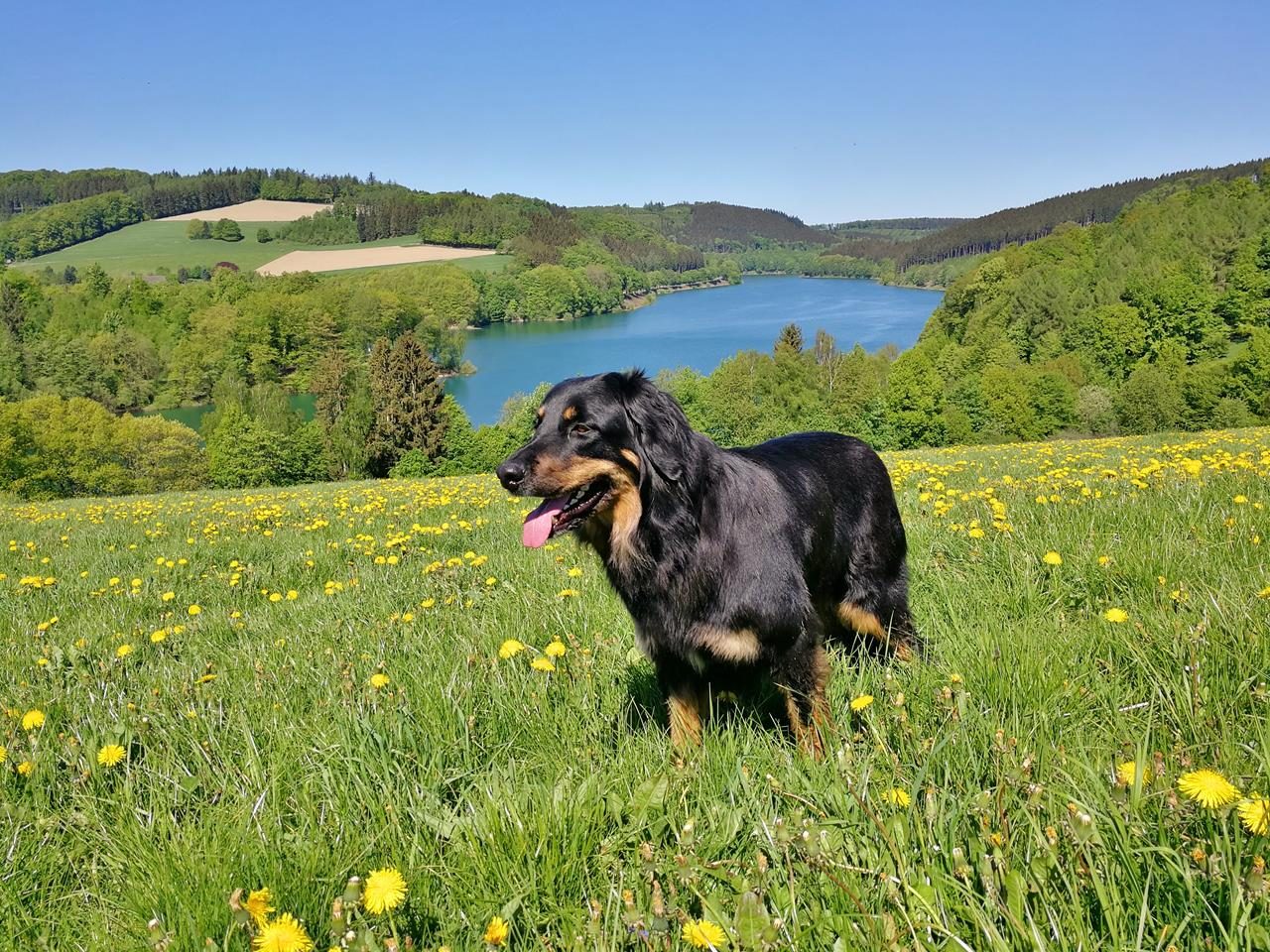 Am schönen Hennesee