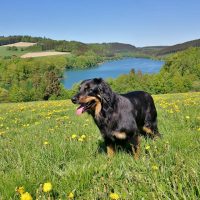 Am schönen Hennesee