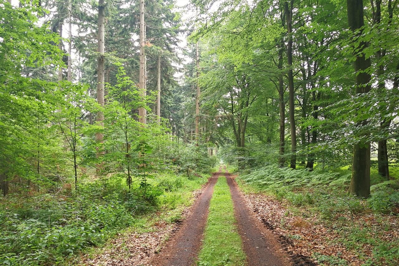 Hoher Bruch – Niederkamper Wald – Leucht