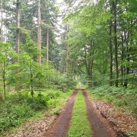 Hoher Bruch – Niederkamper Wald – Leucht