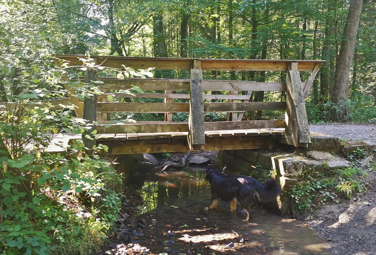 Auf der Grenzroute im Aachener Wald