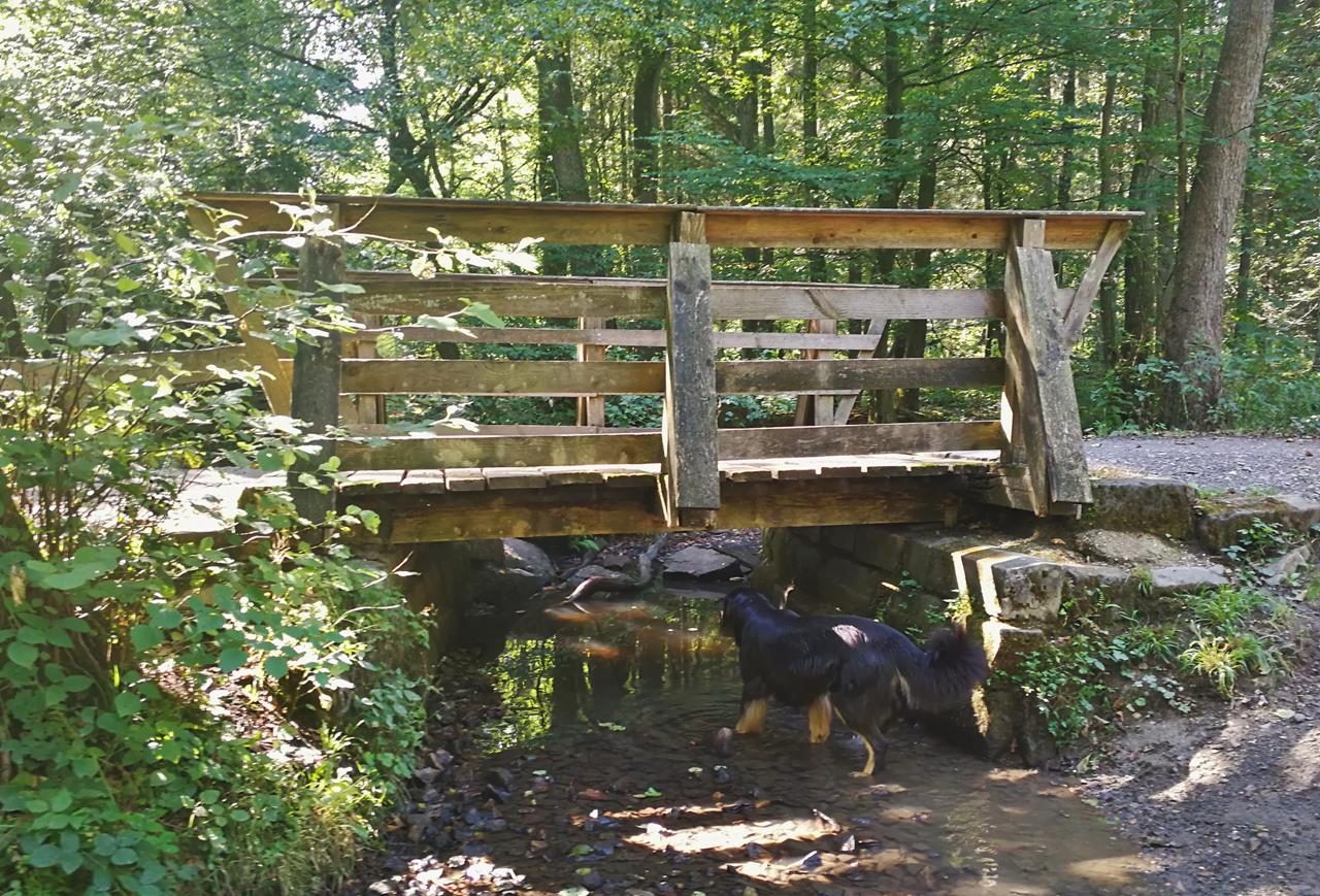 Auf der Grenzroute im Aachener Wald