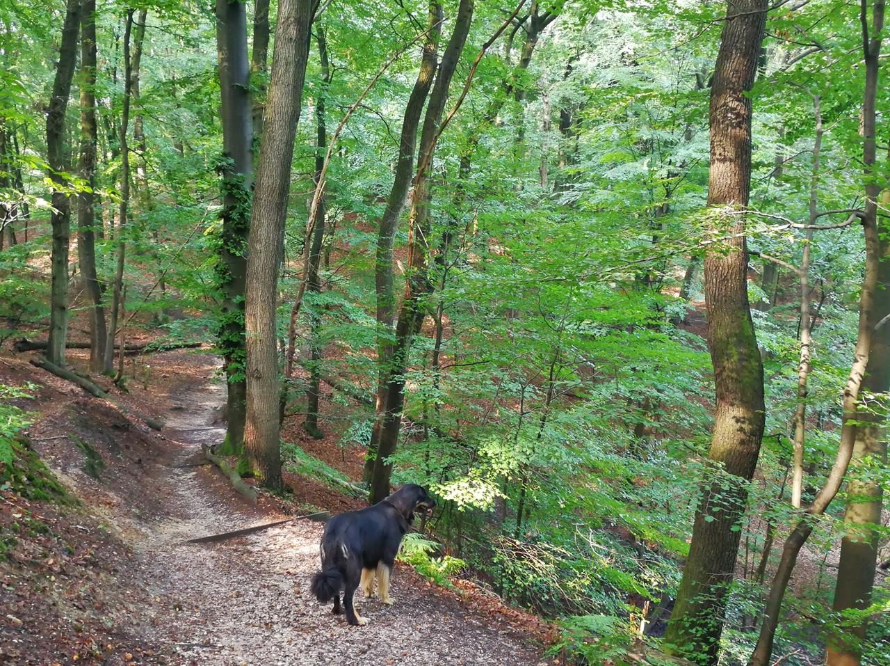 Am Duivelsberg bei Nimwegen