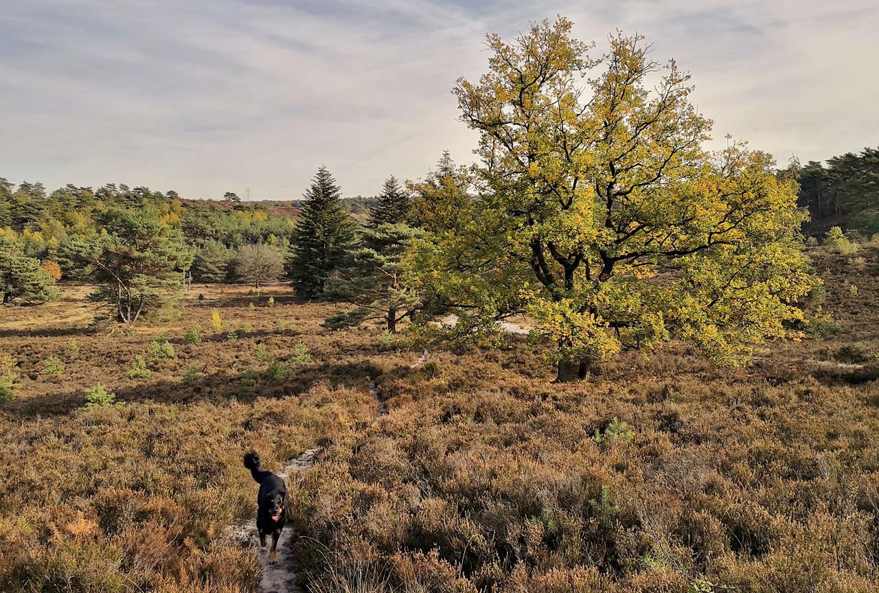 In der schönen Brunssumerheide