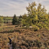 In der schönen Brunssumerheide