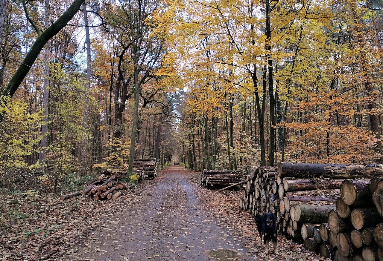 Durch den Kölner Königsforst