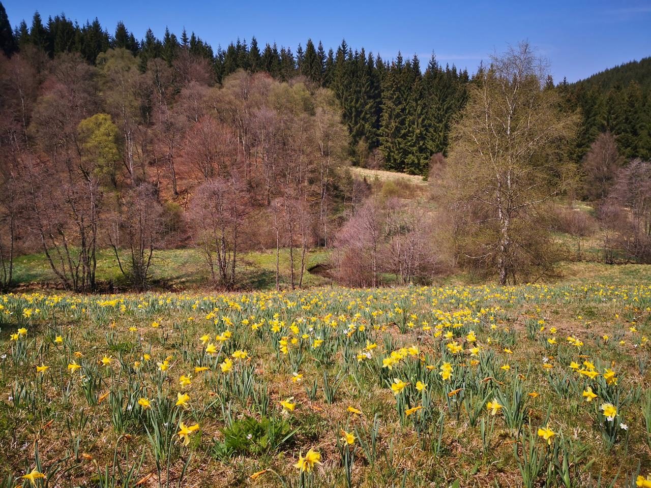 Voll in den Narzissen