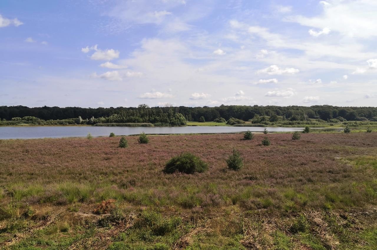 Maasdünen bei Arcen