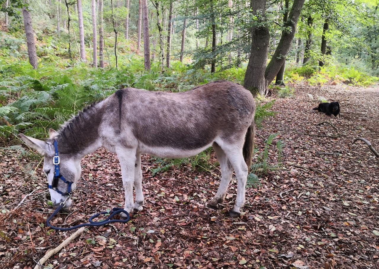 Eselwanderung mit Sokrates