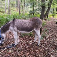 Eselwanderung mit Sokrates