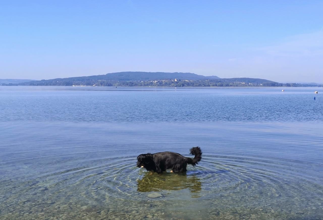 Auf der Insel Reichenau