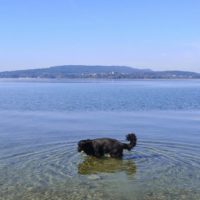 Auf der Insel Reichenau