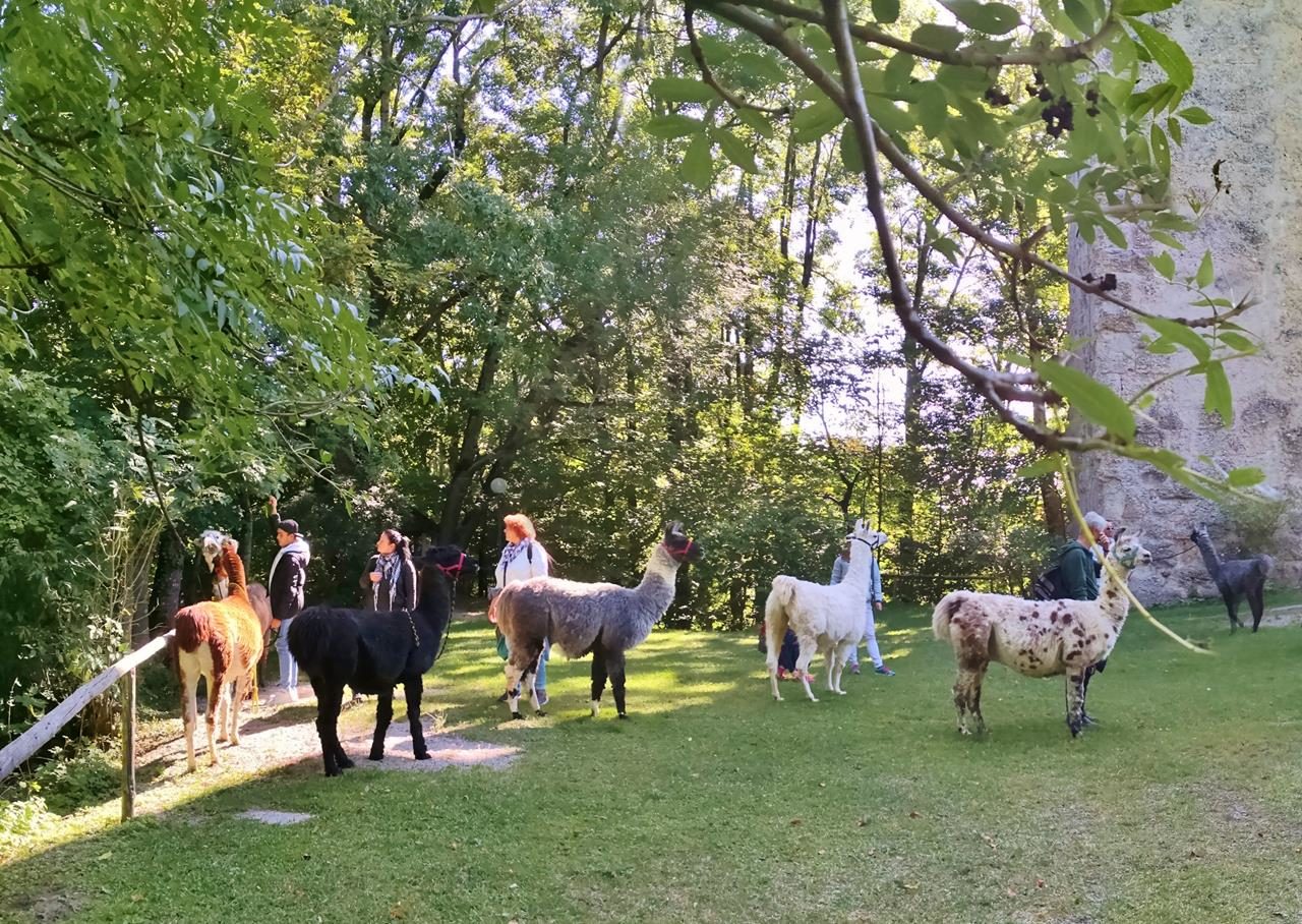 Tierische Begegnung(en)