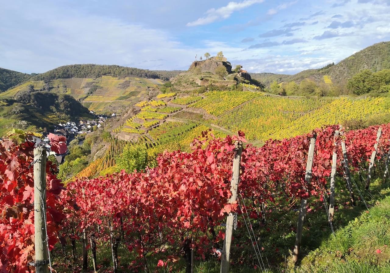 Das Leuchten der Weinberge