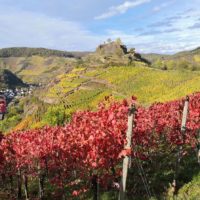 Das Leuchten der Weinberge