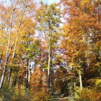 Farbenracht im Diergardtschen Wald