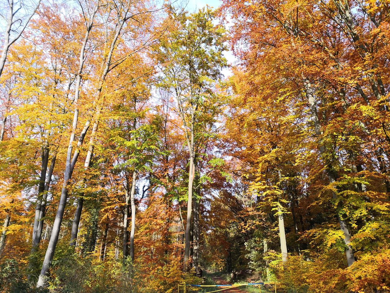 Farbenracht im Diergardtschen Wald