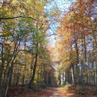 Waldrunde im Neusser Süden