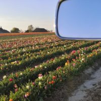 Tulpen bis zum Abwinken