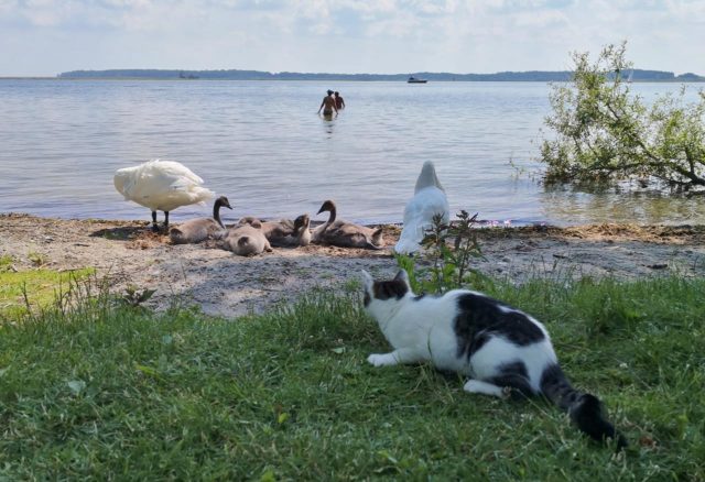 Tierische Begegnung an der Müritz