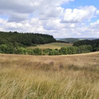 Eifelschleife Stille im Buchenwald