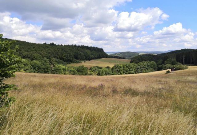 Eifelschleife Stille im Buchenwald